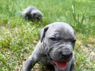 Cane Corso dogs Cane Corso Puppy 3 - Ad 19