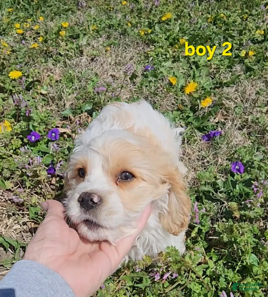 Cavapoo dogs for sale: Mini Cavapoo Boy 2 - Ad 2