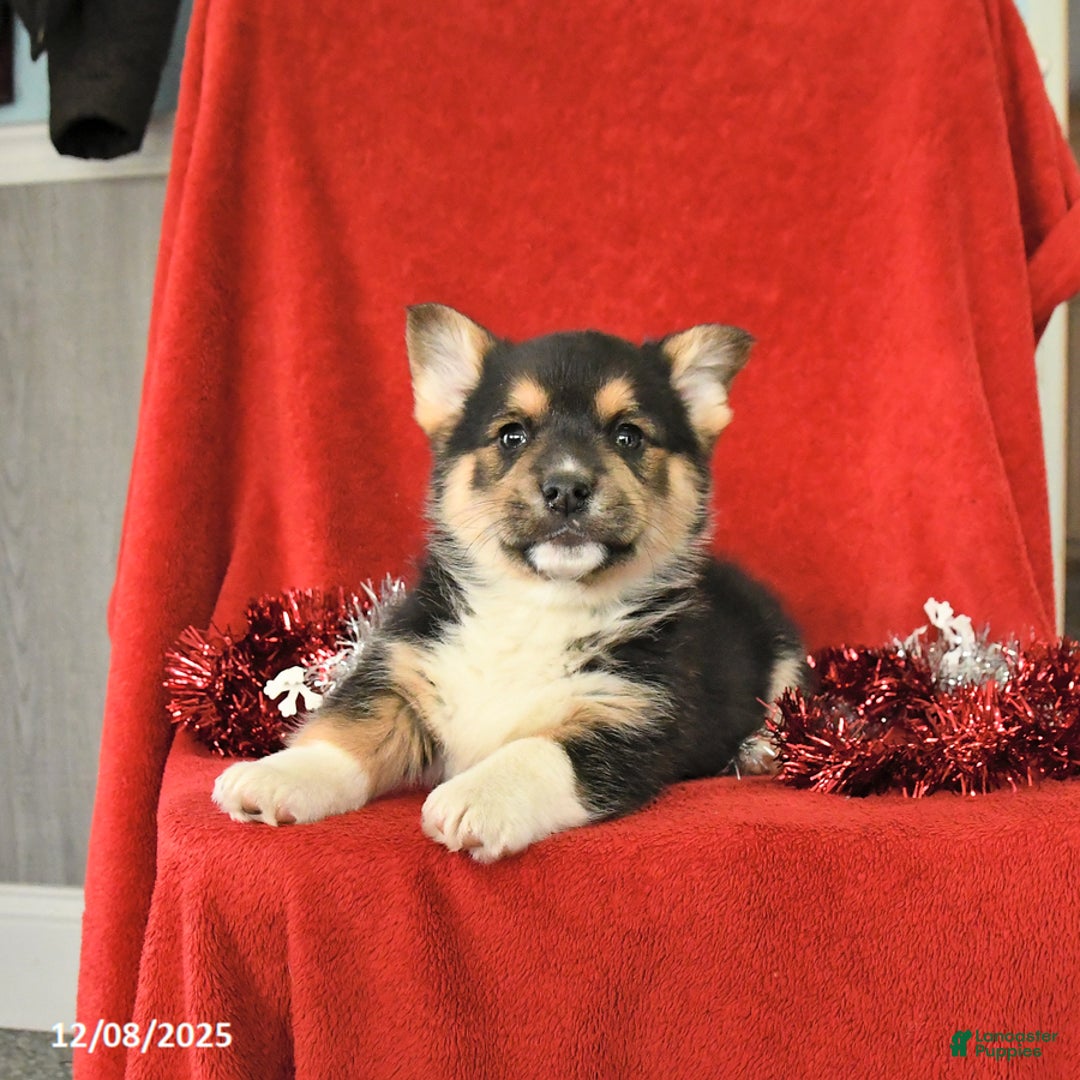 Welsh Corgi Pembroke dogs for sale: Jethro - Ad 2