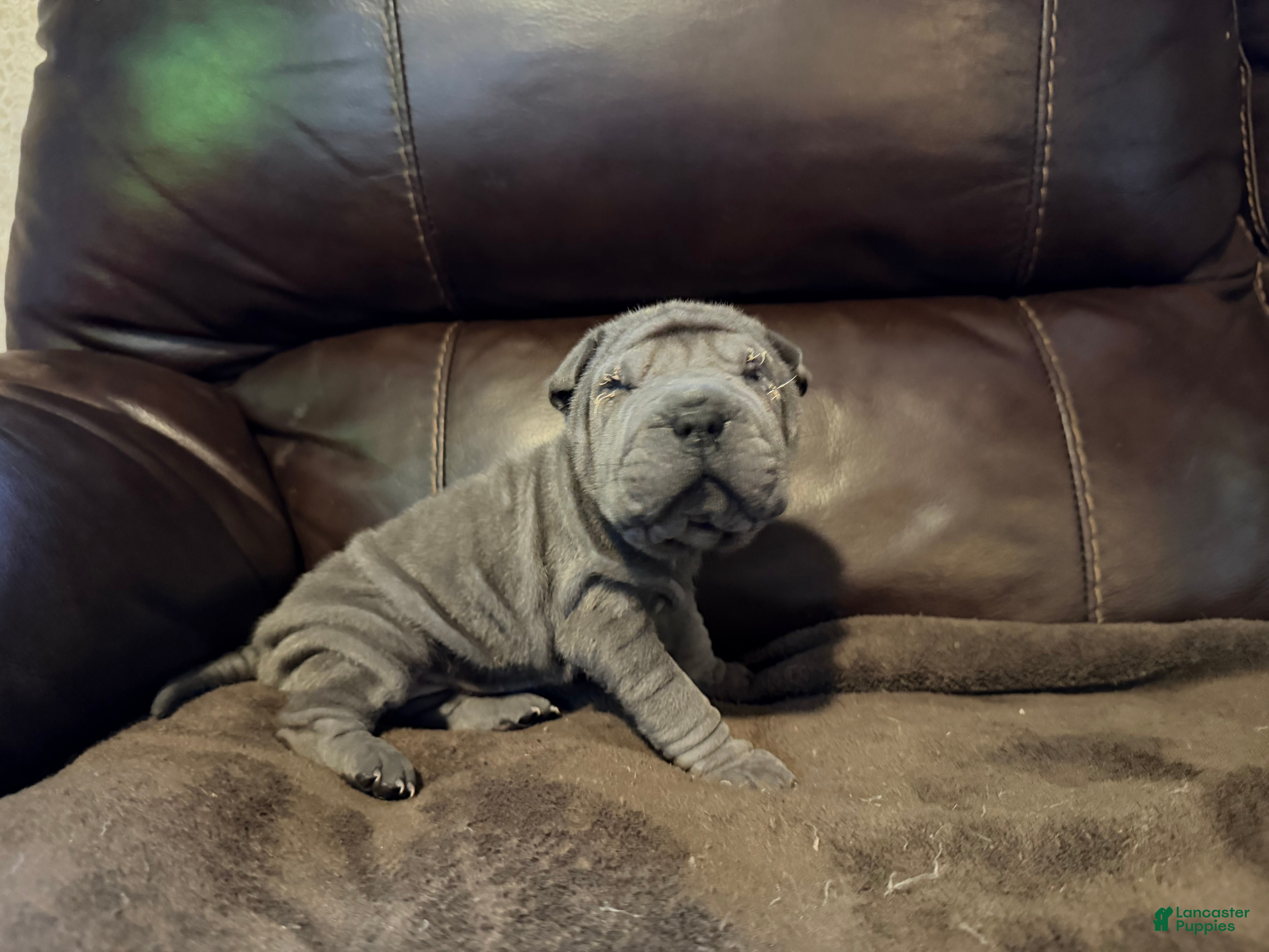Shar Pei dogs Scarlett - Ad 13