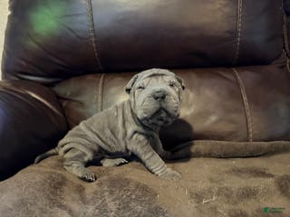 Shar Pei dogs Scarlett - Ad 8