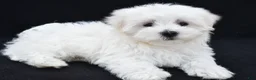 Maltese dogs for sale: Sammy - Ad 9