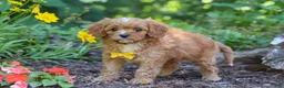 Cavapoo dogs for sale: Zack - Ad 4