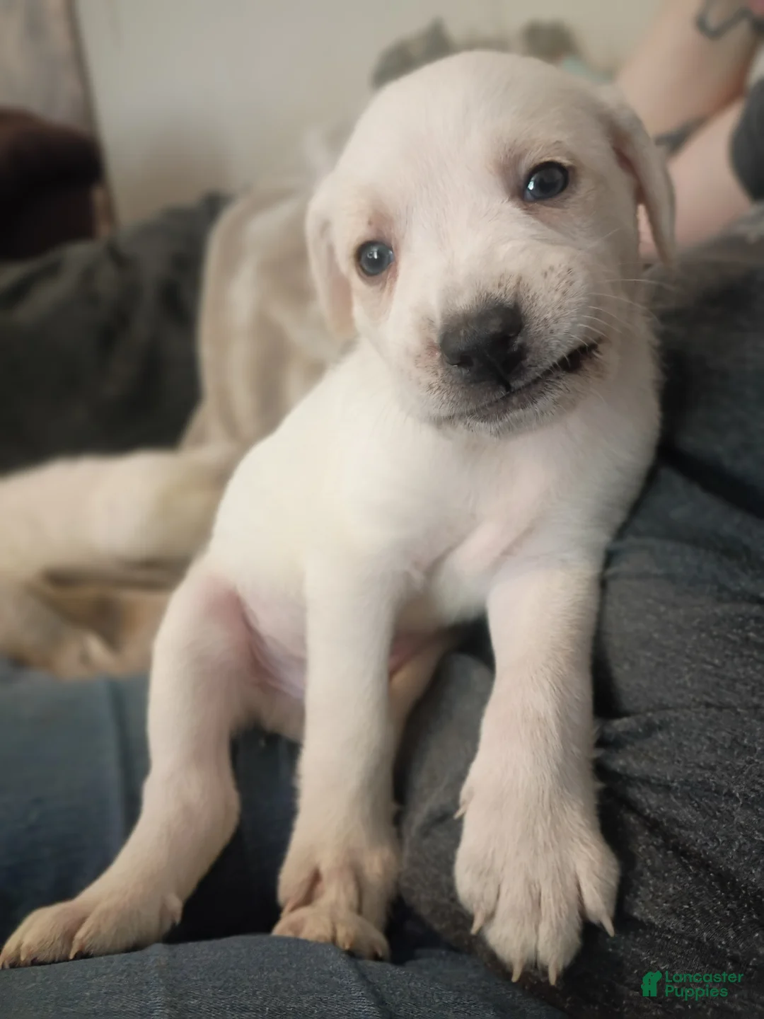 Mixed Breed dogs for sale: Kanon - Ad 2