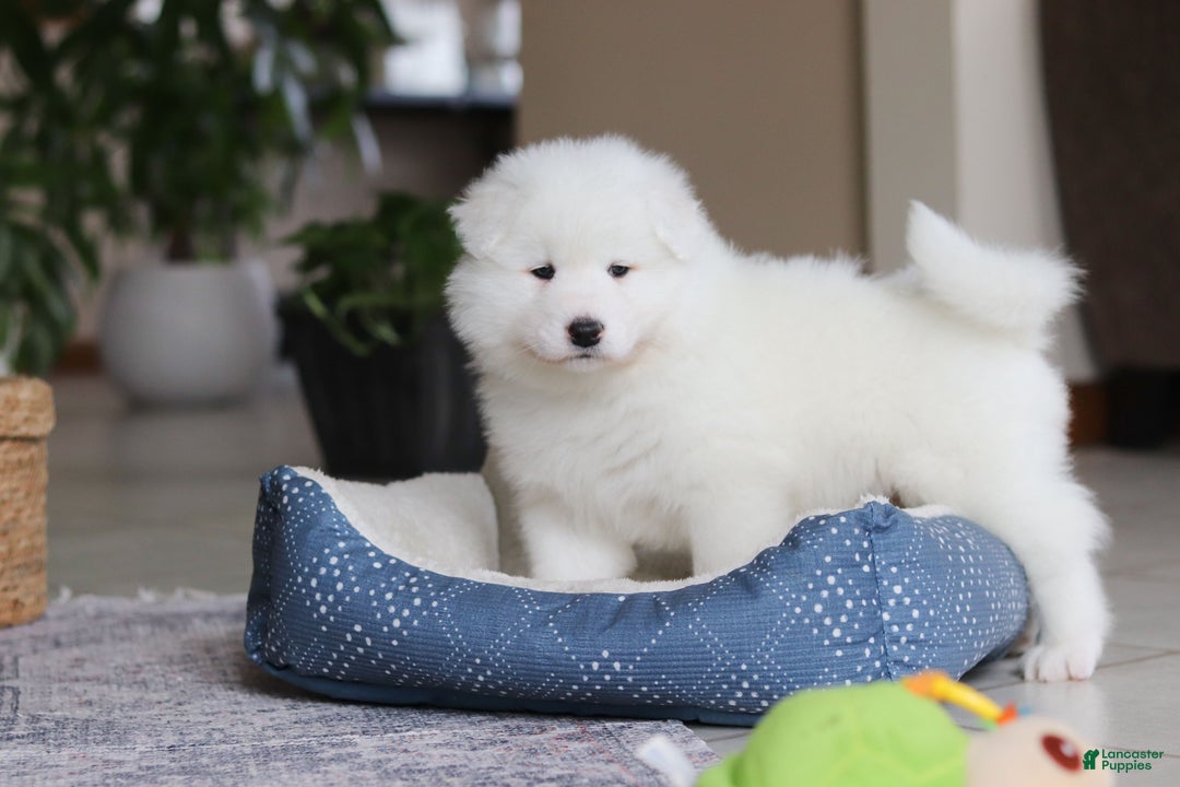 Samoyed dogs for sale: Hank - Ad 19