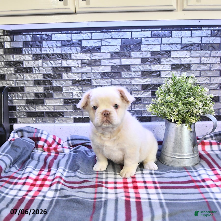 French Bulldog dogs Pierre - Ad 2