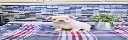 French Bulldog dogs for sale: Pierre - Ad 2