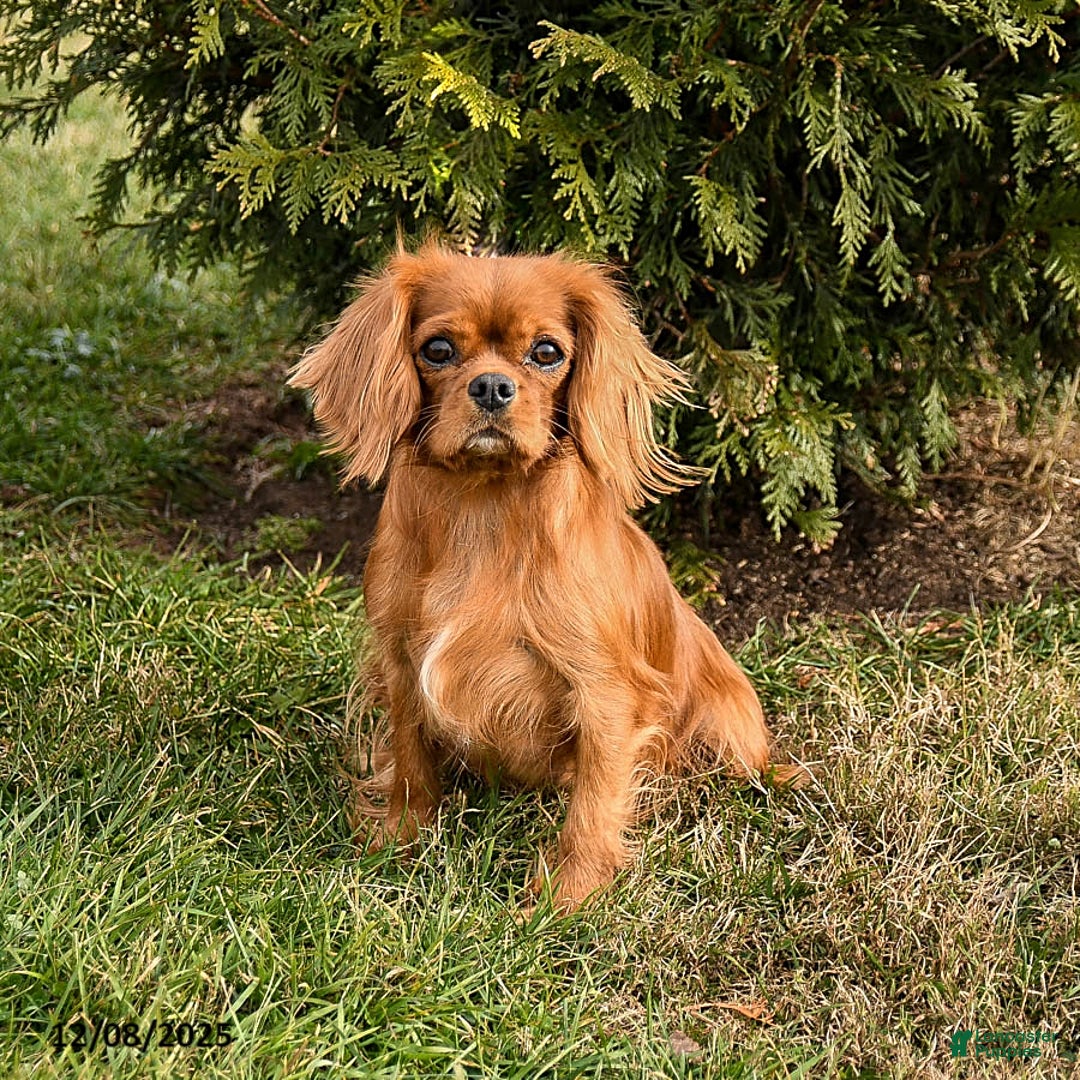 Cavalier King Charles Spaniel dogs for sale: Buddy - Ad 6