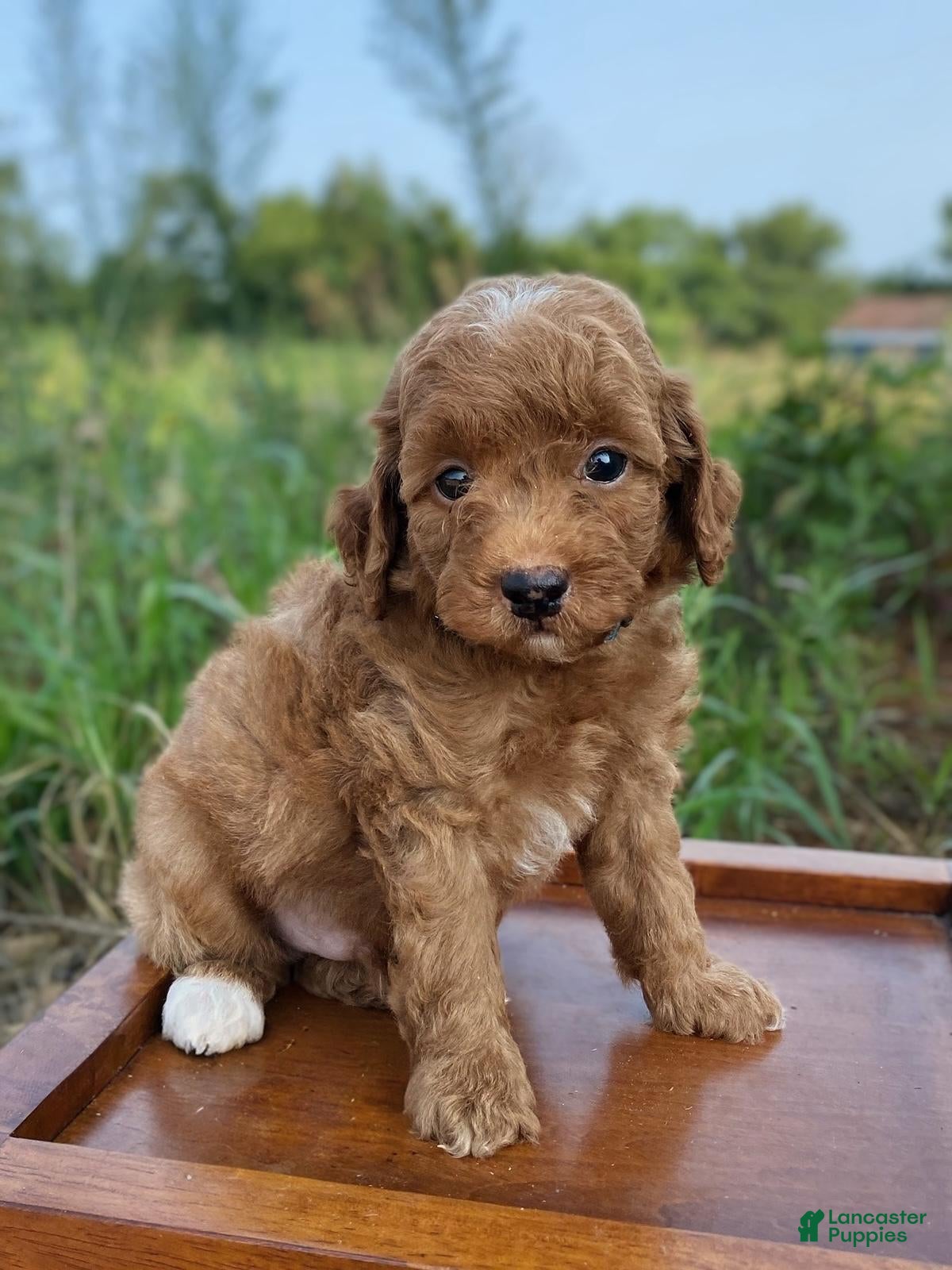 Miniature Poodle dogs Oliver - Ad 1