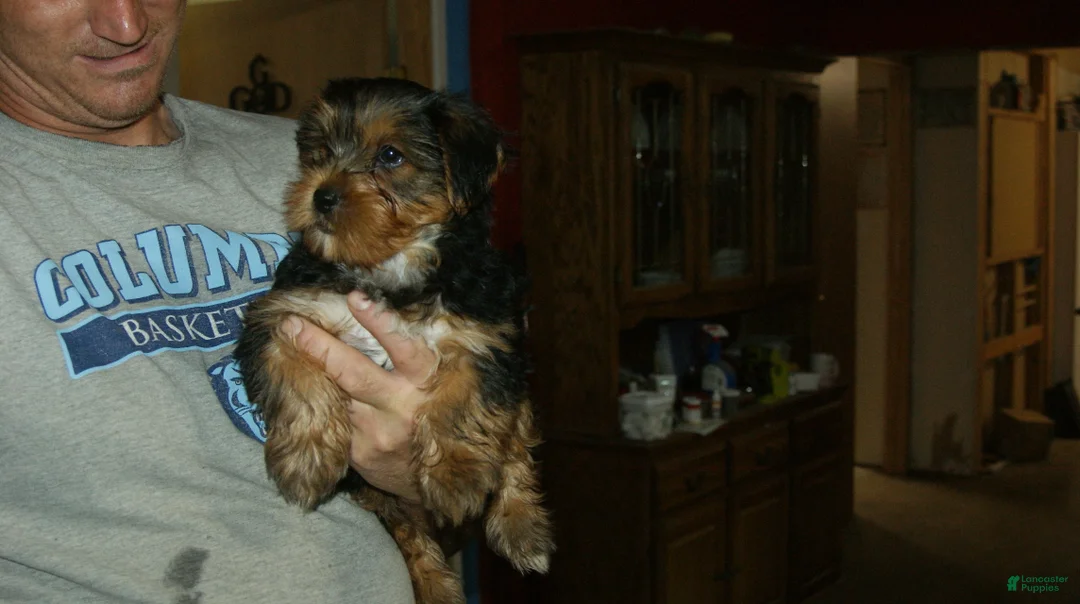 Yorkshire Terrier dogs for sale: Buddy - Ad 1