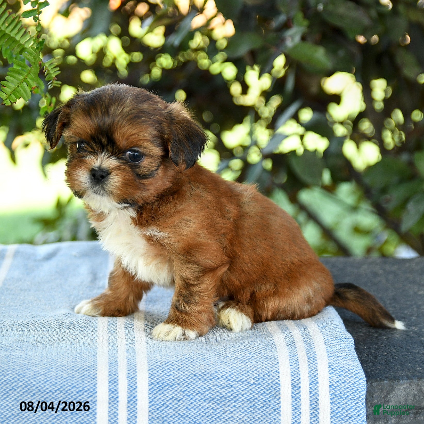 Shih Tzu dogs for sale: Gio - Ad 4