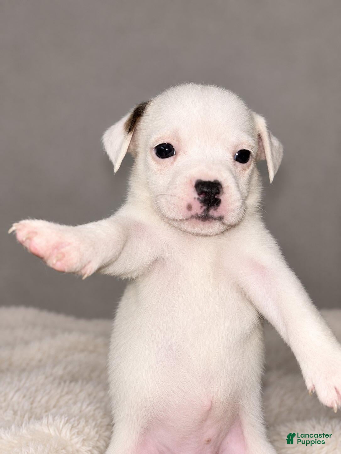 Mixed Breed dogs Mixed Breed 5 - Ad 34