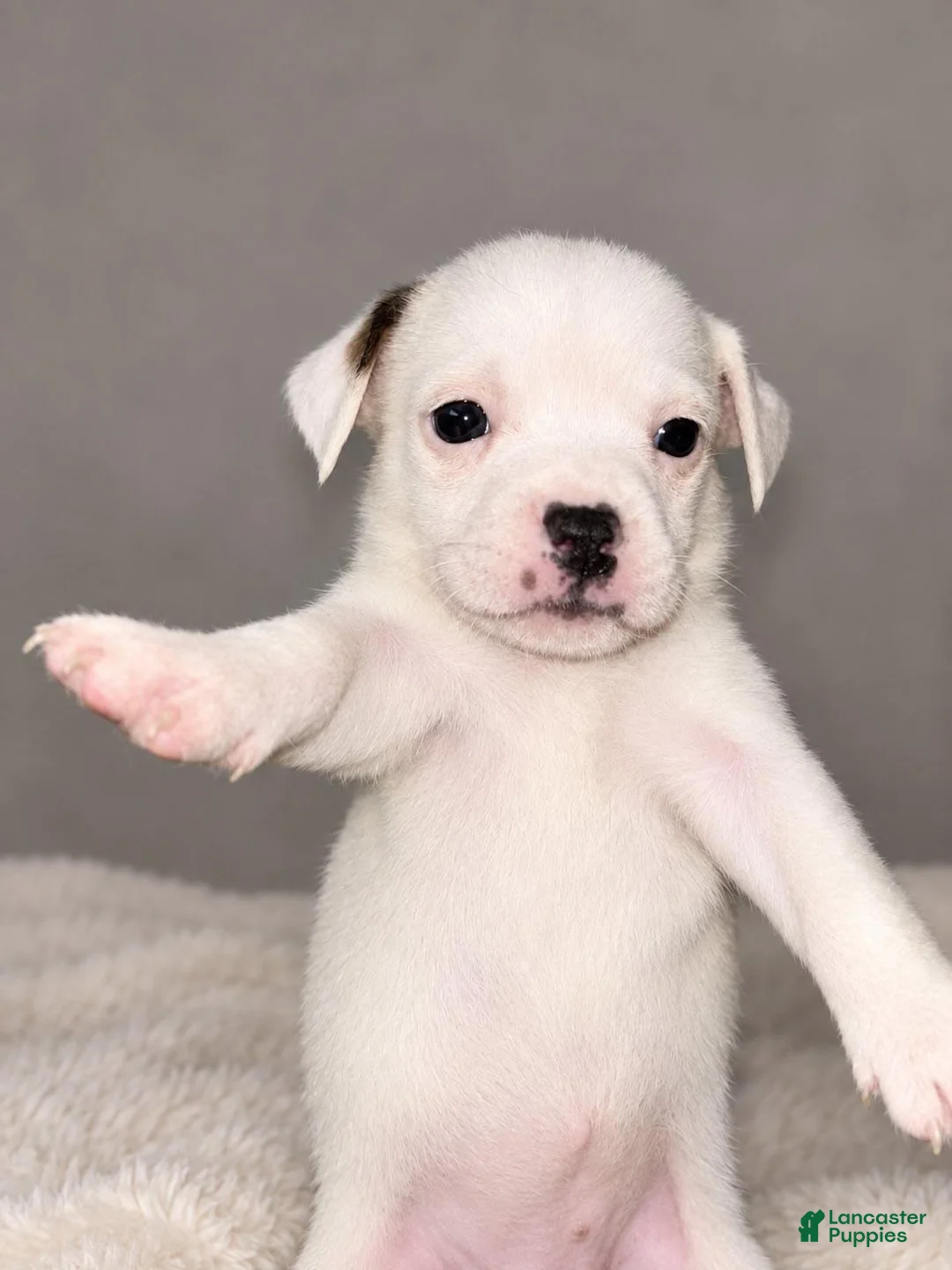 Mixed Breed dogs for sale: Mixed Breed 5 - Ad 1