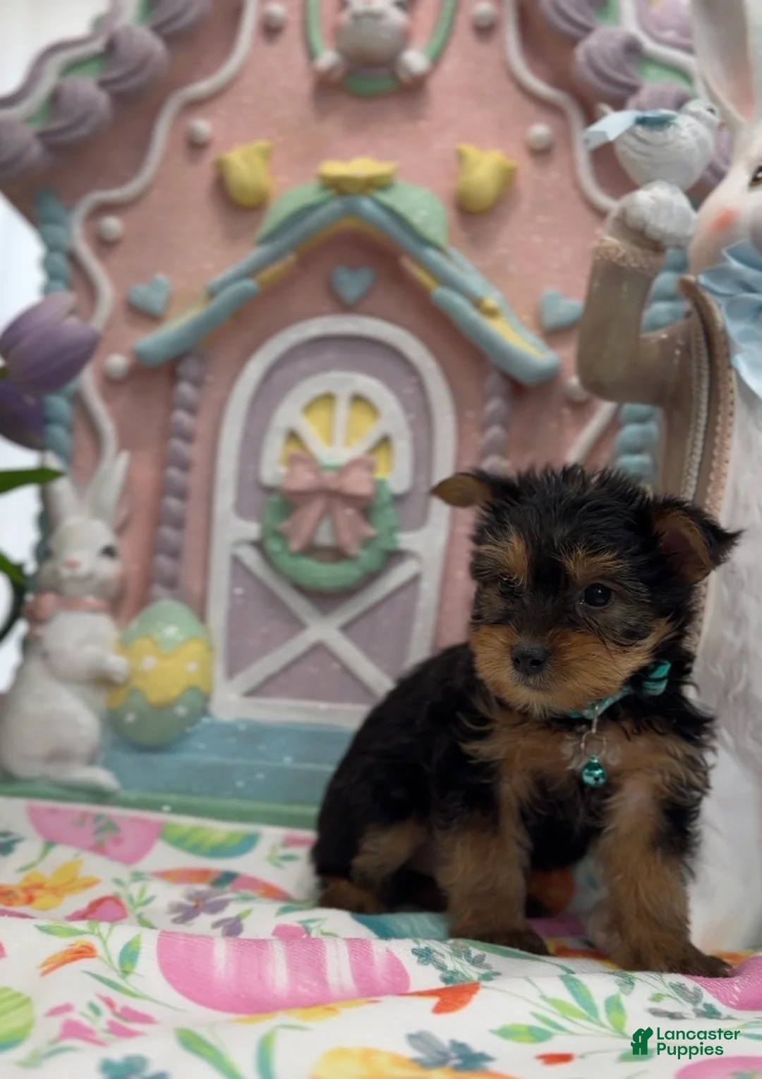 Yorkshire Terrier dogs for sale: Felix - Ad 3