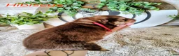 Alaskan Malamute dogs for sale: Hibiscus - Ad 4