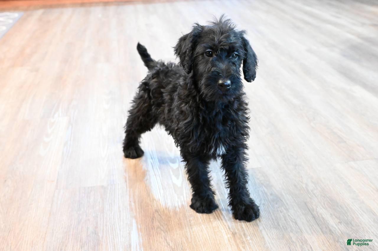 Mixed Breed dogs Daisy - Ad 1