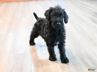 Mixed Breed dogs for sale: Daisy - Ad 2