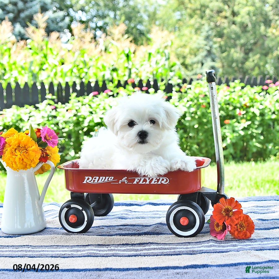 Maltese dogs Buster - Ad 2