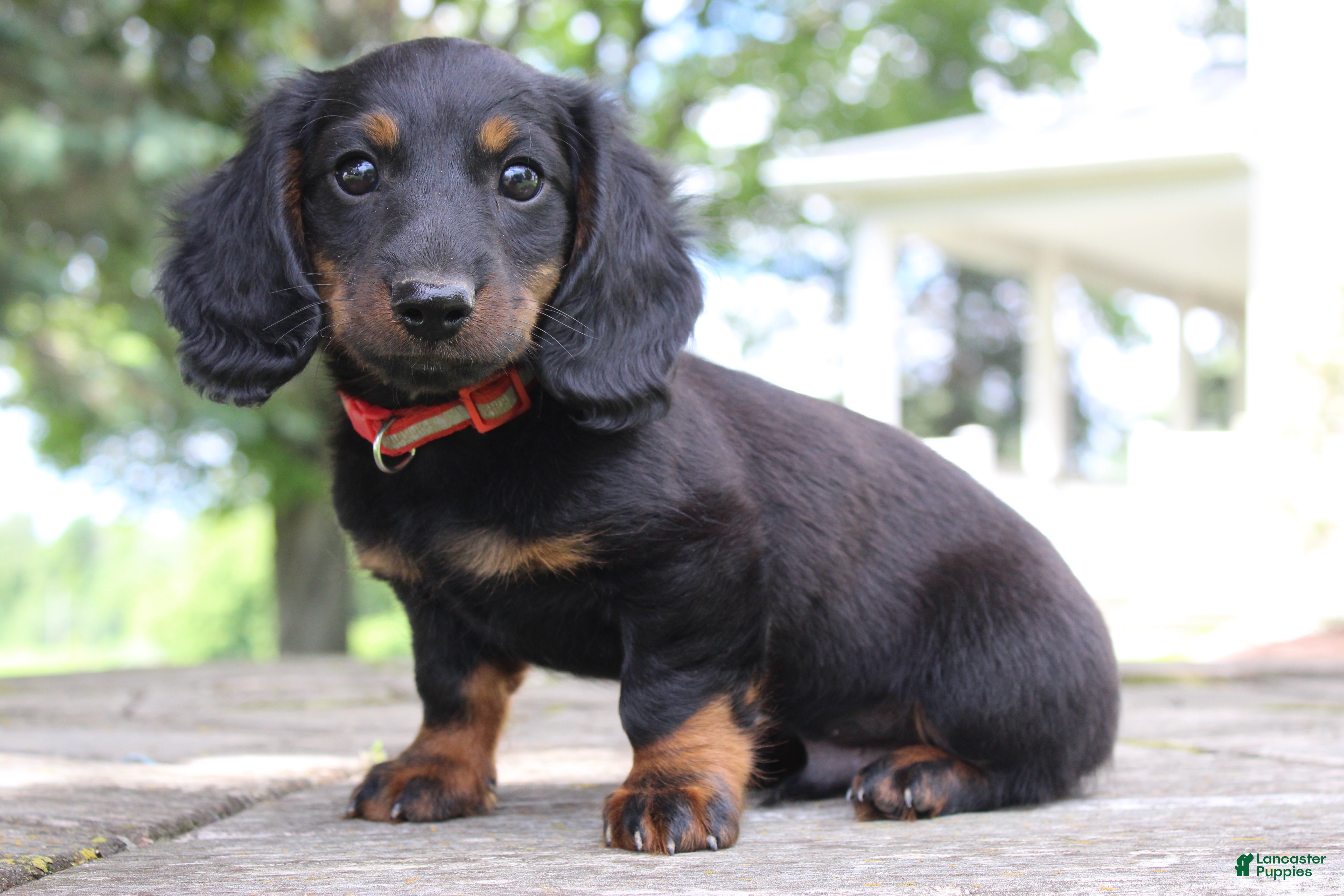 Miniature Dachshund dogs Alaska - Ad 2