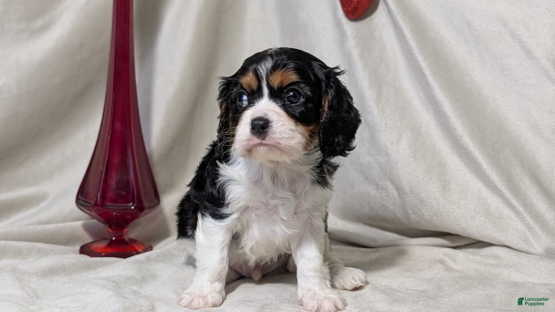 Cavalier King Charles Spaniel dogs for sale: Roscoe  - Ad 10