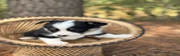 Mixed Breed dogs for sale: Black Girl 1 - Ad 12