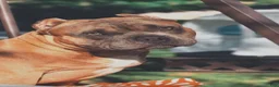 American Bully dogs for sale: American EXOTIC POCKET Bully 2 - Ad 8