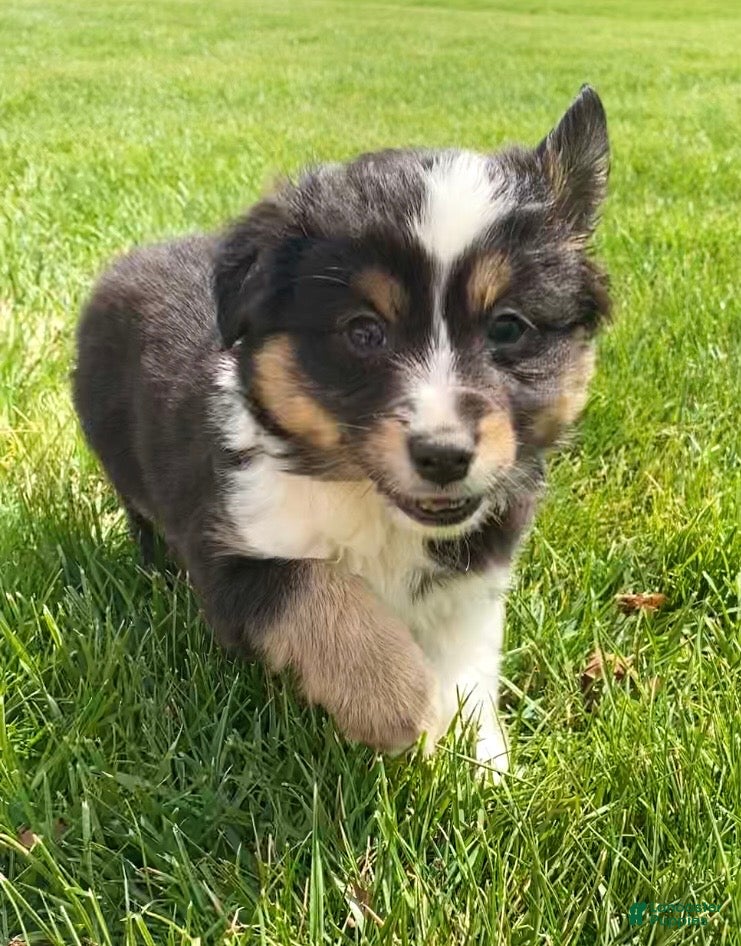 Mixed Breed dogs Rocky - Ad 15