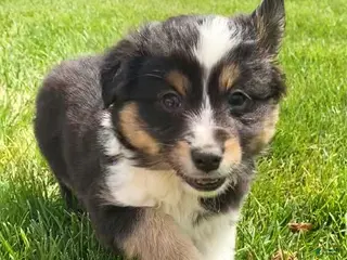 Mixed Breed dogs Rocky - Ad 15