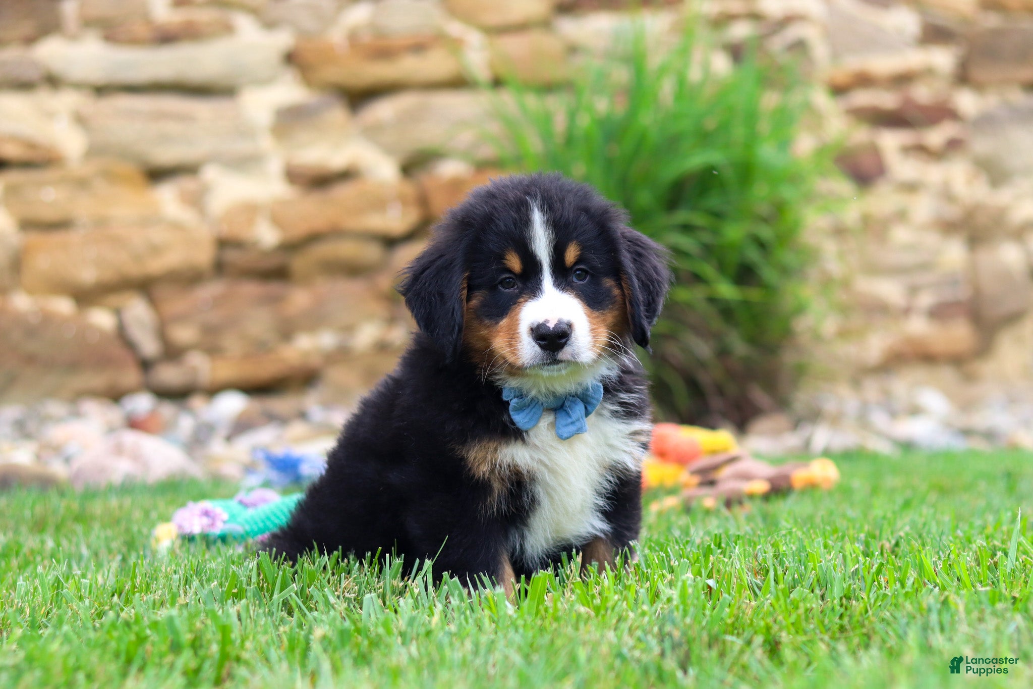 Bernese Mountain Dog dogs Bobby - Ad 2