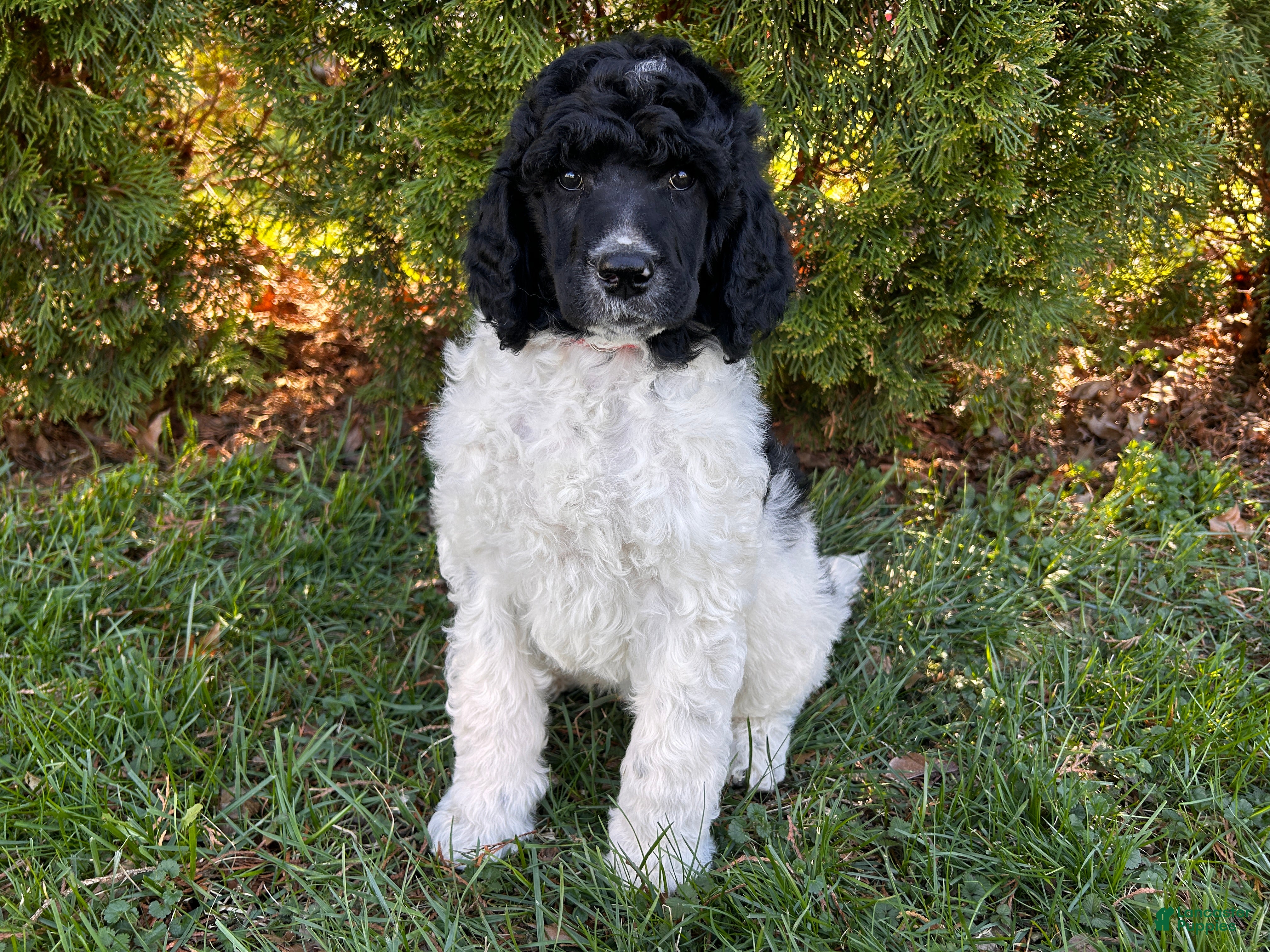 Standard Poodle dogs ⚓️Bouy-AKC Standard🐩 - Ad 2