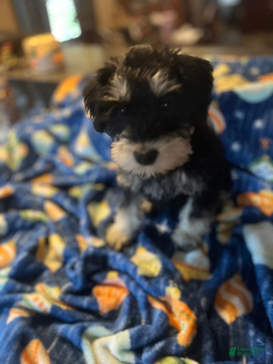 Miniature Schnauzer dogs for sale: Kali - Ad 13
