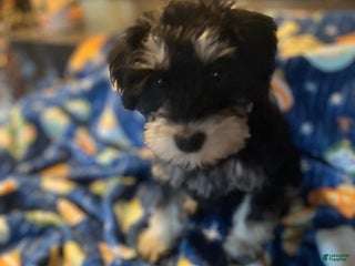 Miniature Schnauzer dogs Kali - Ad 8