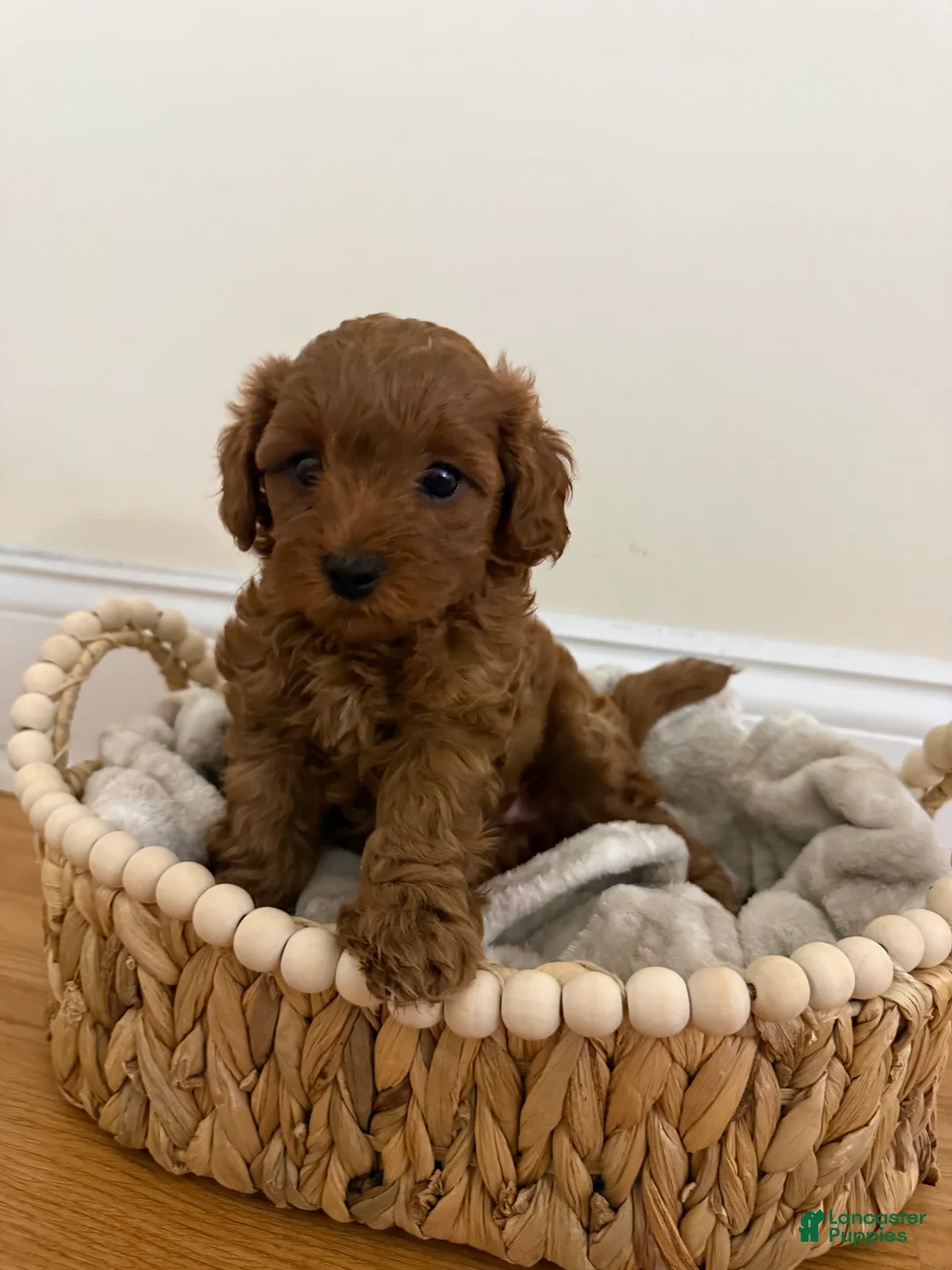 Miniature Poodle dogs for sale: Sky  - Ad 2