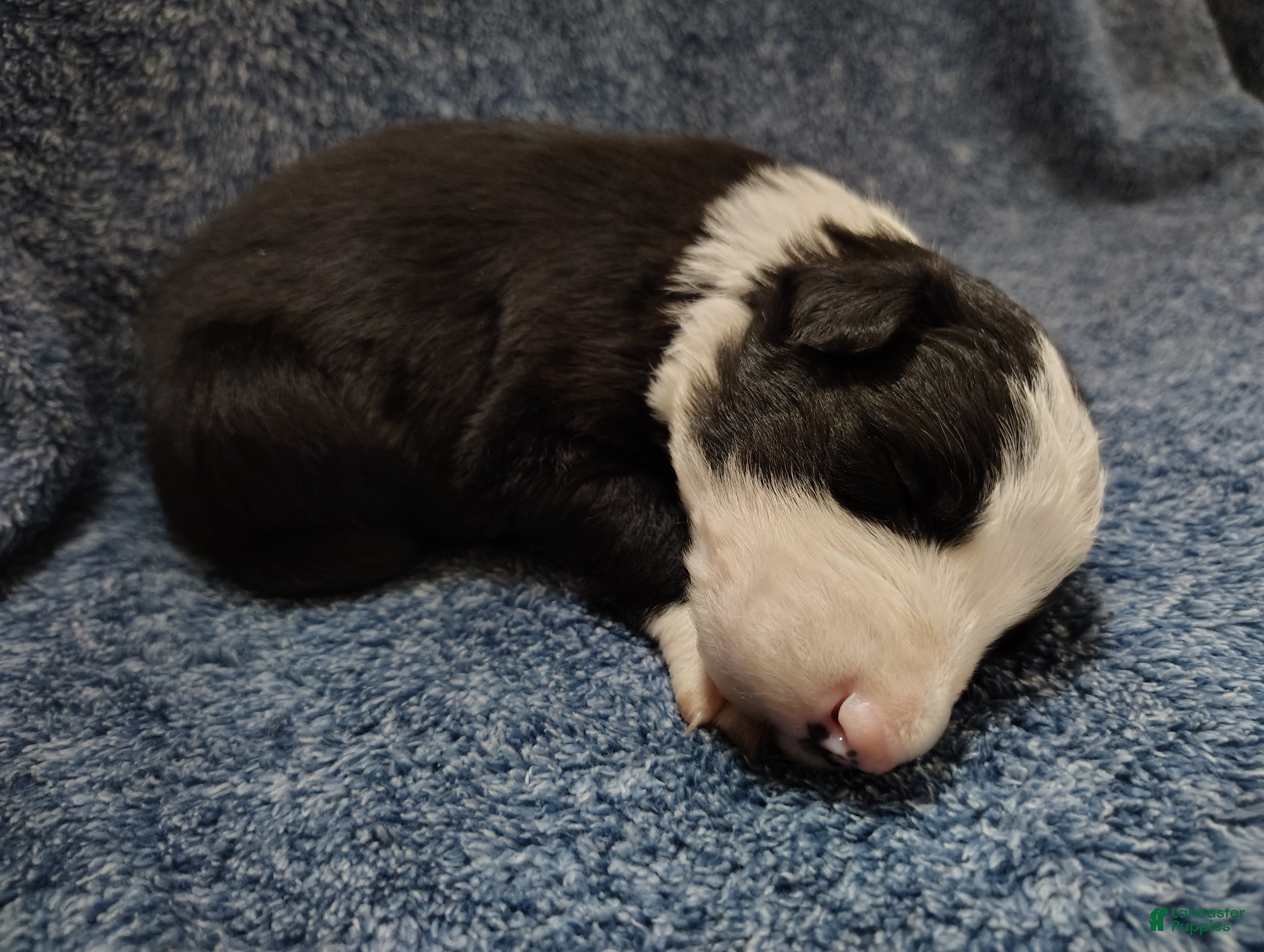 Border Collie dogs Linus - Ad 2