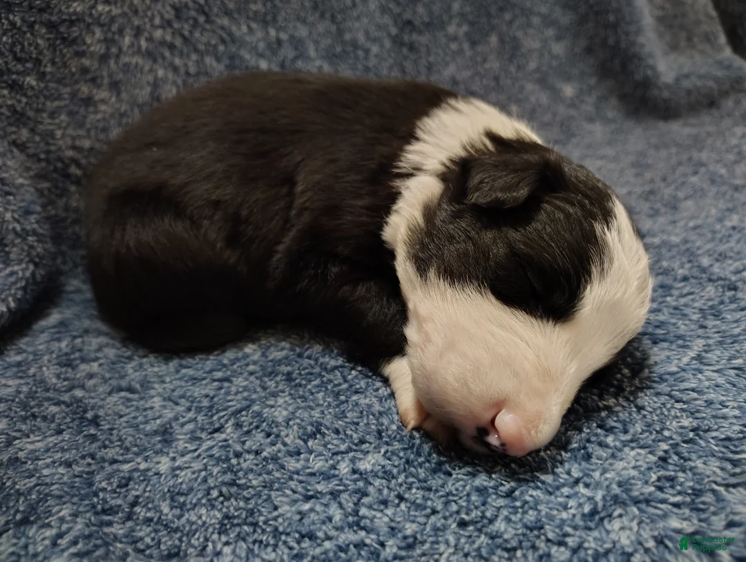 Border Collie dogs for sale: Linus - Ad 2