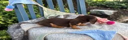 Miniature Dachshund dogs for sale: Tinkerbelle - Ad 5