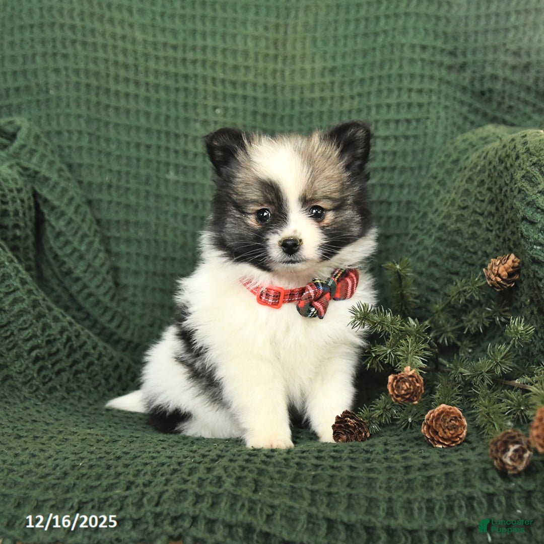 Pomeranian dogs for sale: Darlene - Ad 3