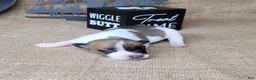 Jack Russell Terrier dogs for sale: Rebel DELIVERY AVAILABLE  - Ad 6