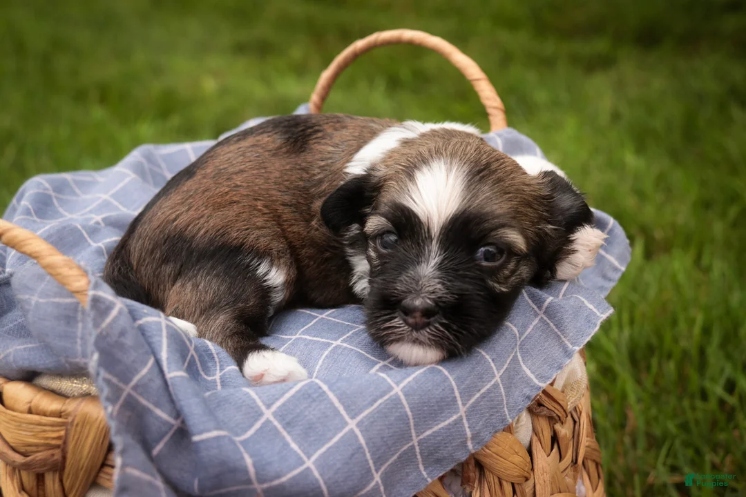Havanese dogs for sale: Atlas Havanese  - Ad 3