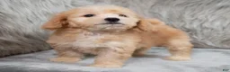 Mini Goldendoodle dogs for sale: Archie ID: 3858 - Ad 4