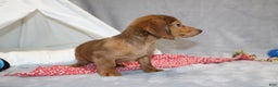 Miniature Dachshund dogs for sale: Archie  - Ad 5