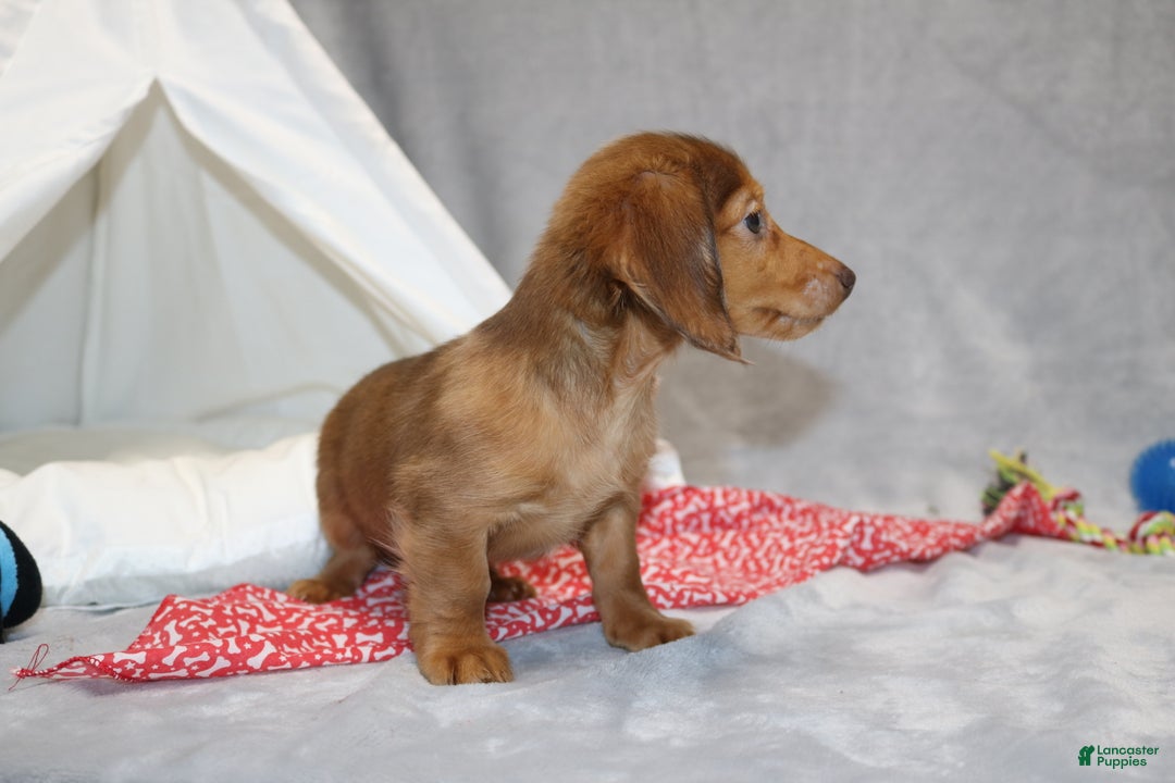 Miniature Dachshund dogs for sale: Archie  - Ad 5