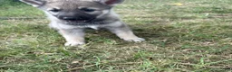 Mixed Breed dogs for sale: Mixed Breed 5 - Ad 6