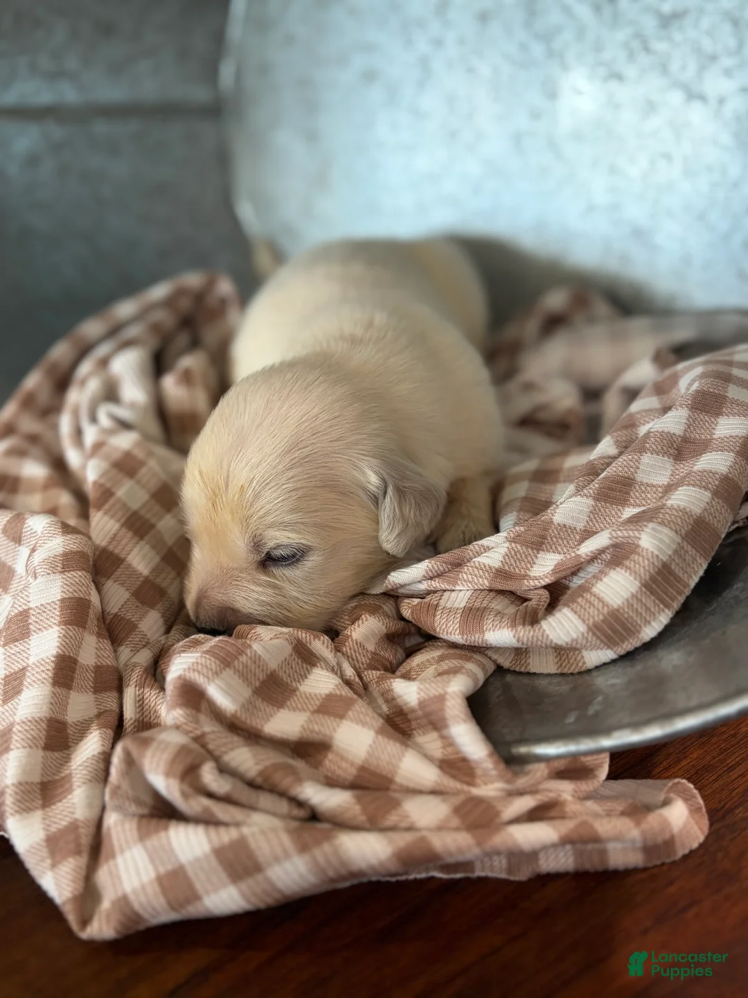 Golden Retriever dogs for sale: Golden Retriever 4 - Ad 2