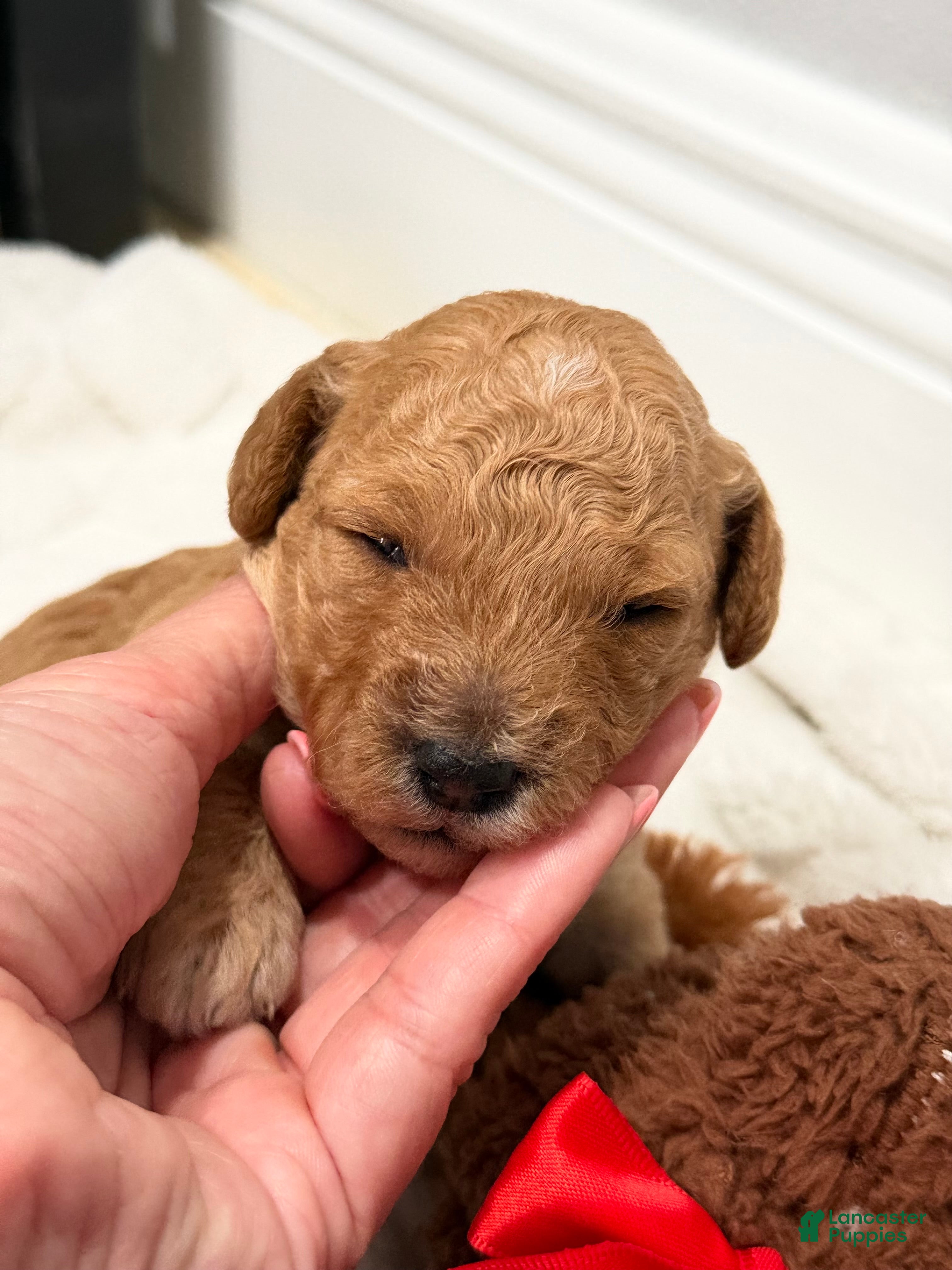 Mini Goldendoodle dogs Mini Goldendoodle Puppy 2 - Ad 11