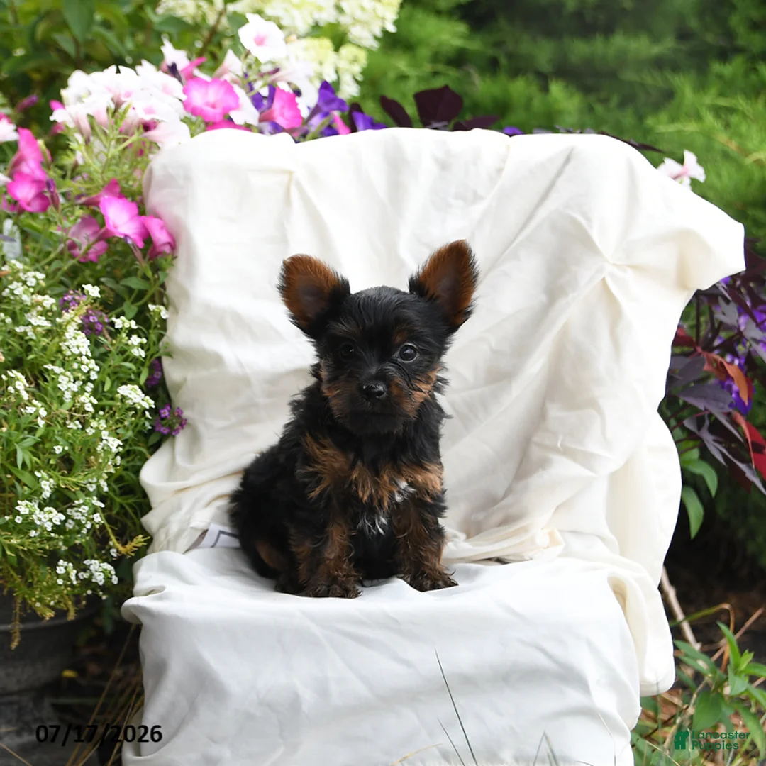 Yorkshire Terrier dogs for sale: Mousse - Ad 2