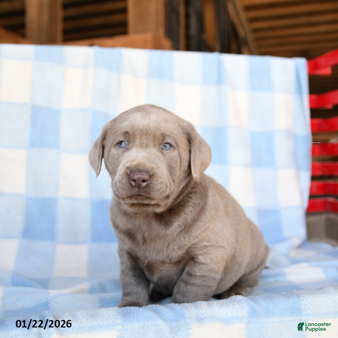 Labrador Retriever dogs for sale: Phantom - Ad 2