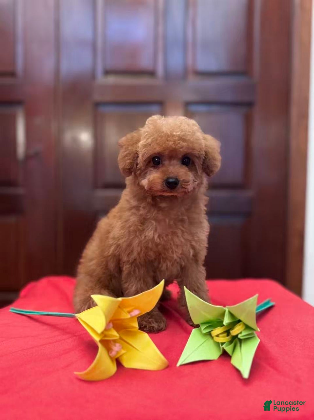 Toy Poodle dogs for sale: Toy Poodle Puppy 3 - Ad 1