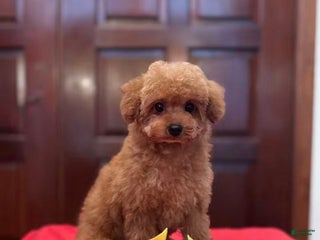 Toy Poodle dogs Toy Poodle Puppy 3 - Ad 4