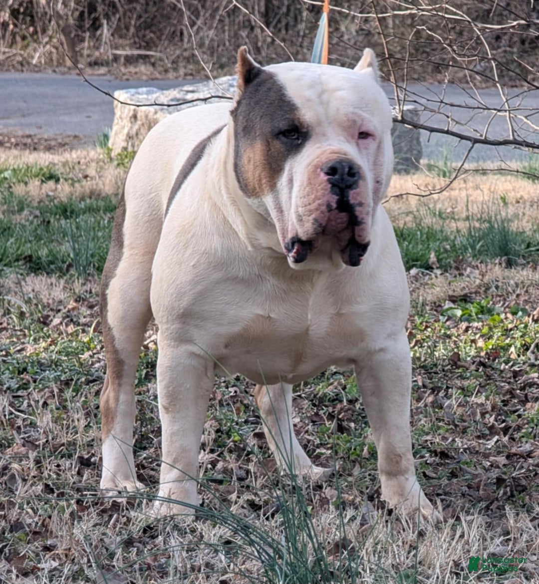 American Bully dogs for sale: American Bully Puppy 2 - Ad 10